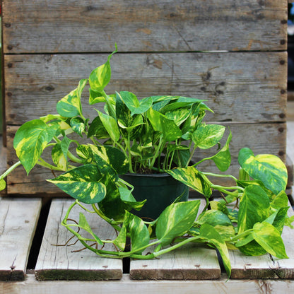 Pothos 'Hawaiian'