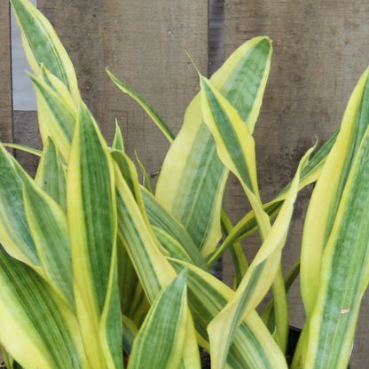 Snake Plant 'Yellowstone'