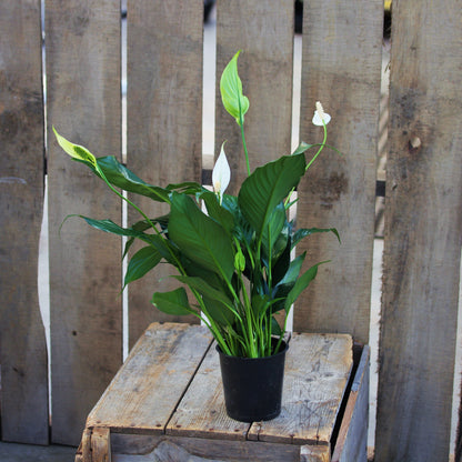 Peace Lily