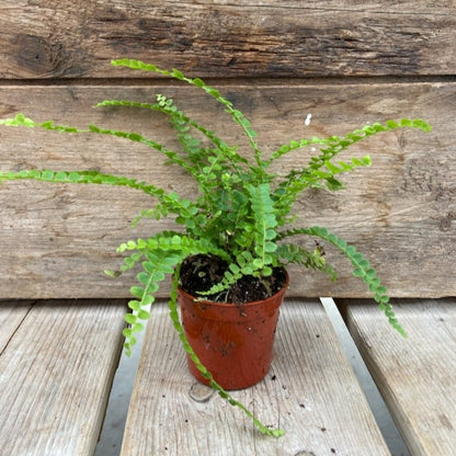 Lemon Button Fern