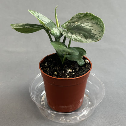 Pothos 'Silver Satin'