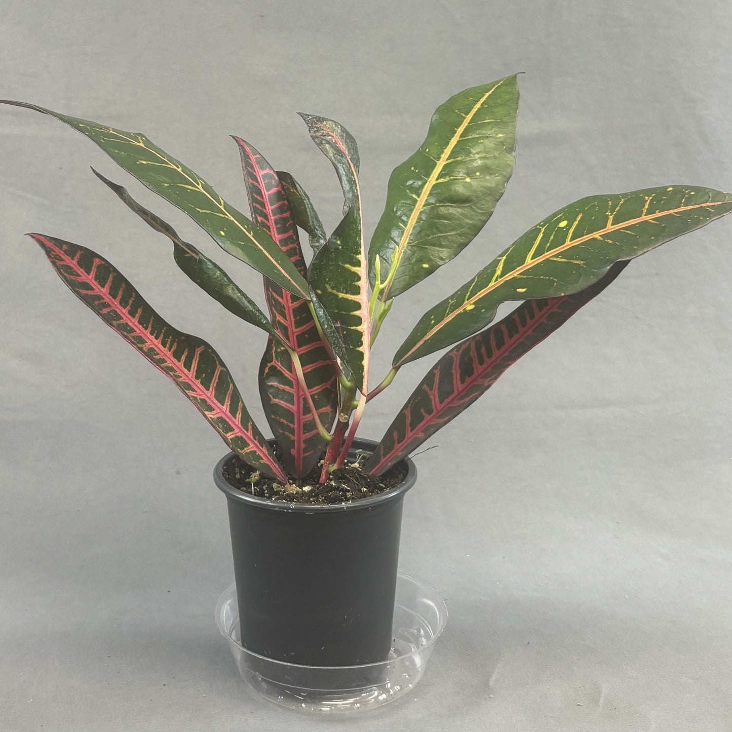 Croton 'Nervia'