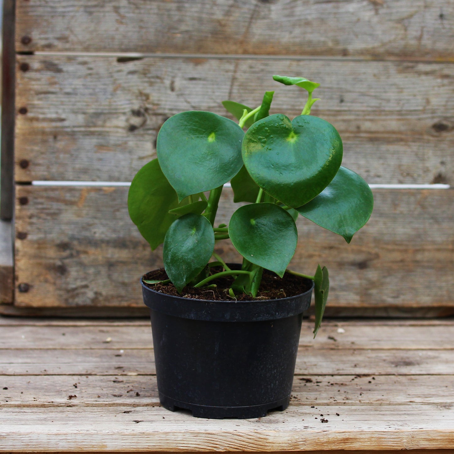 Peperomia 'Raindrop'