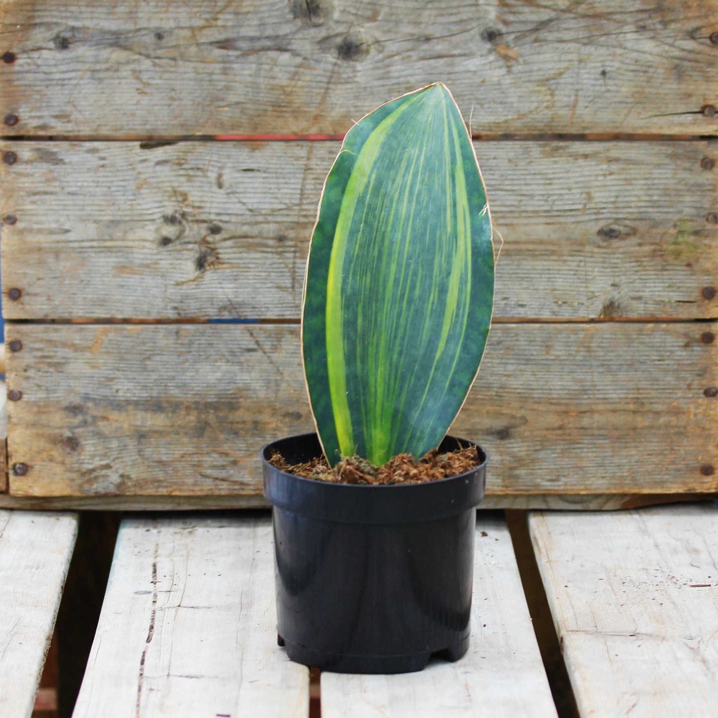 Snake Plant 'Whale Fin'