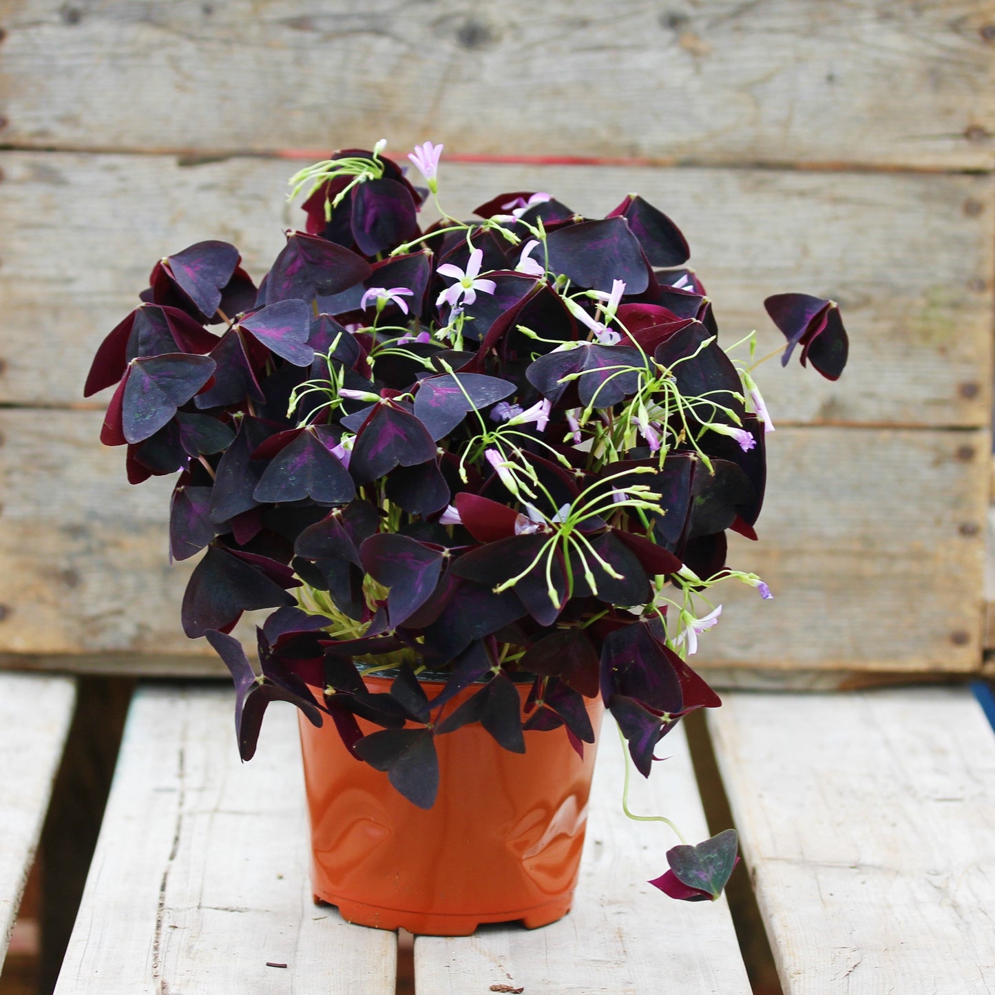 Oxalis 'False Shamrock'