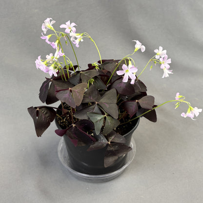 Oxalis 'False Shamrock'