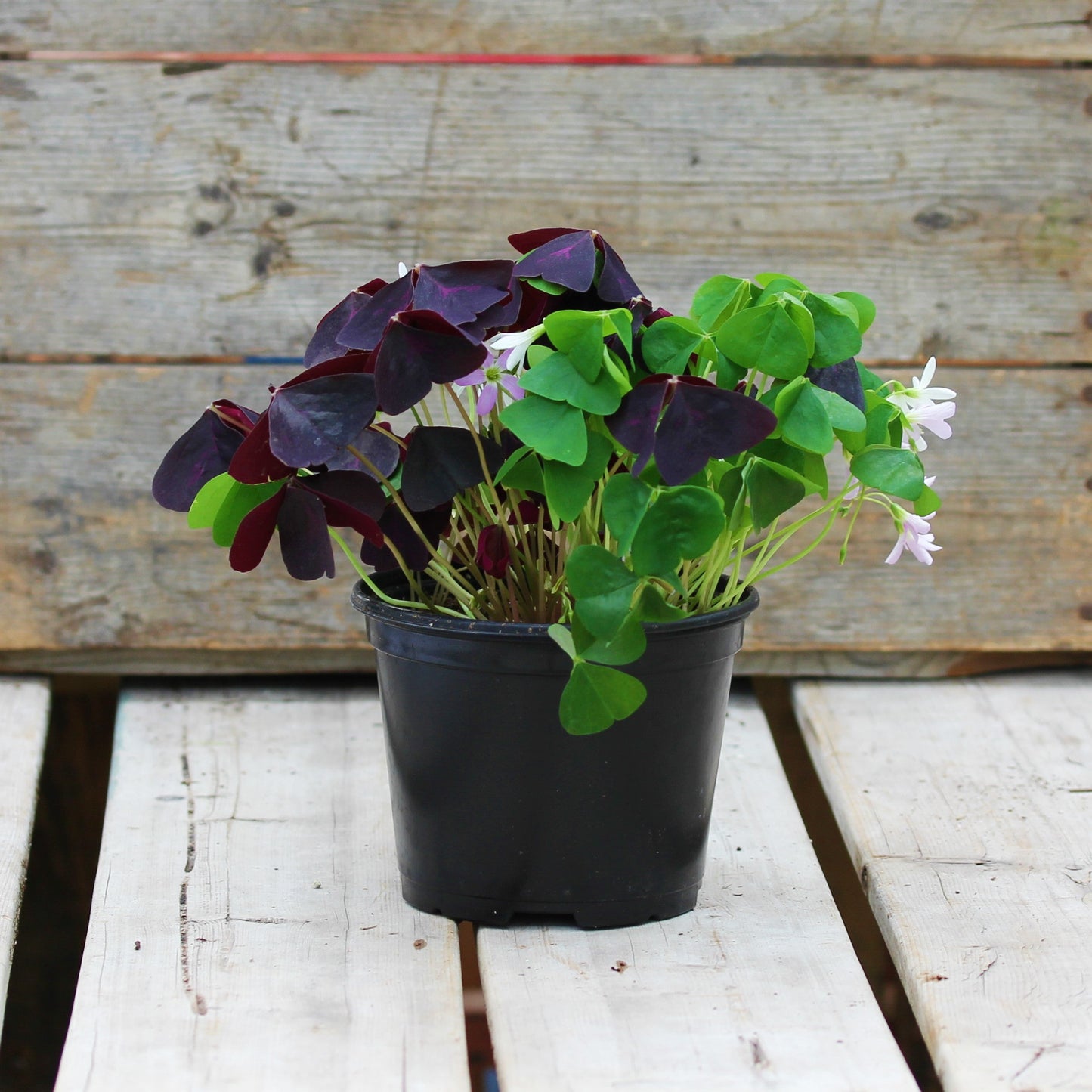 Oxalis 'False Shamrock'