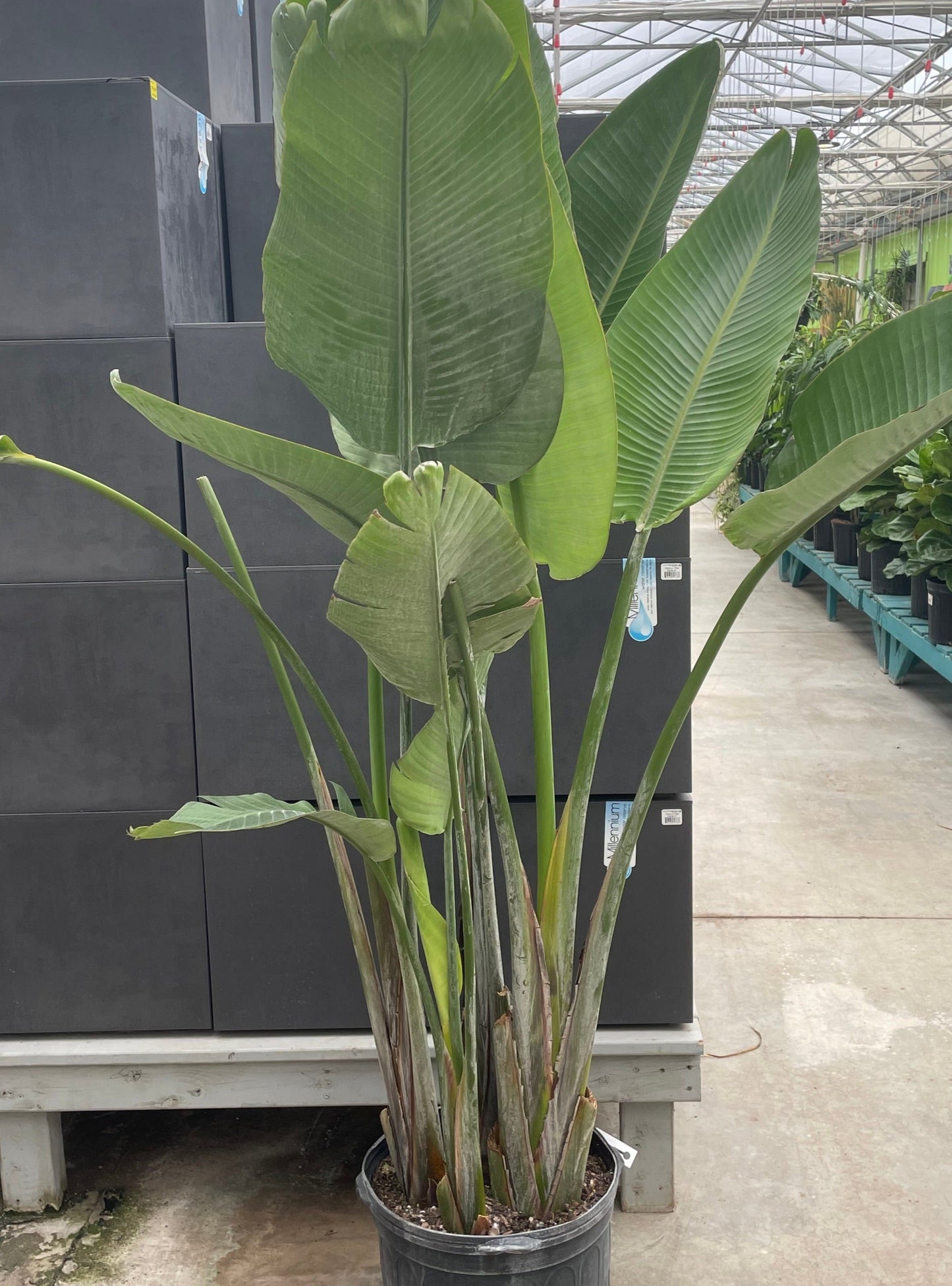 Giant Bird Of Paradise