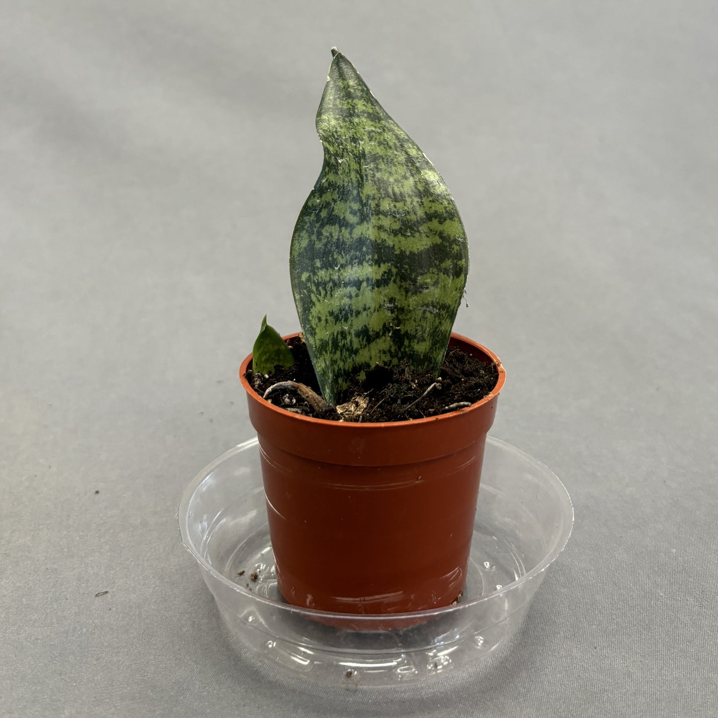 Snake Plant 'Whale Fin'