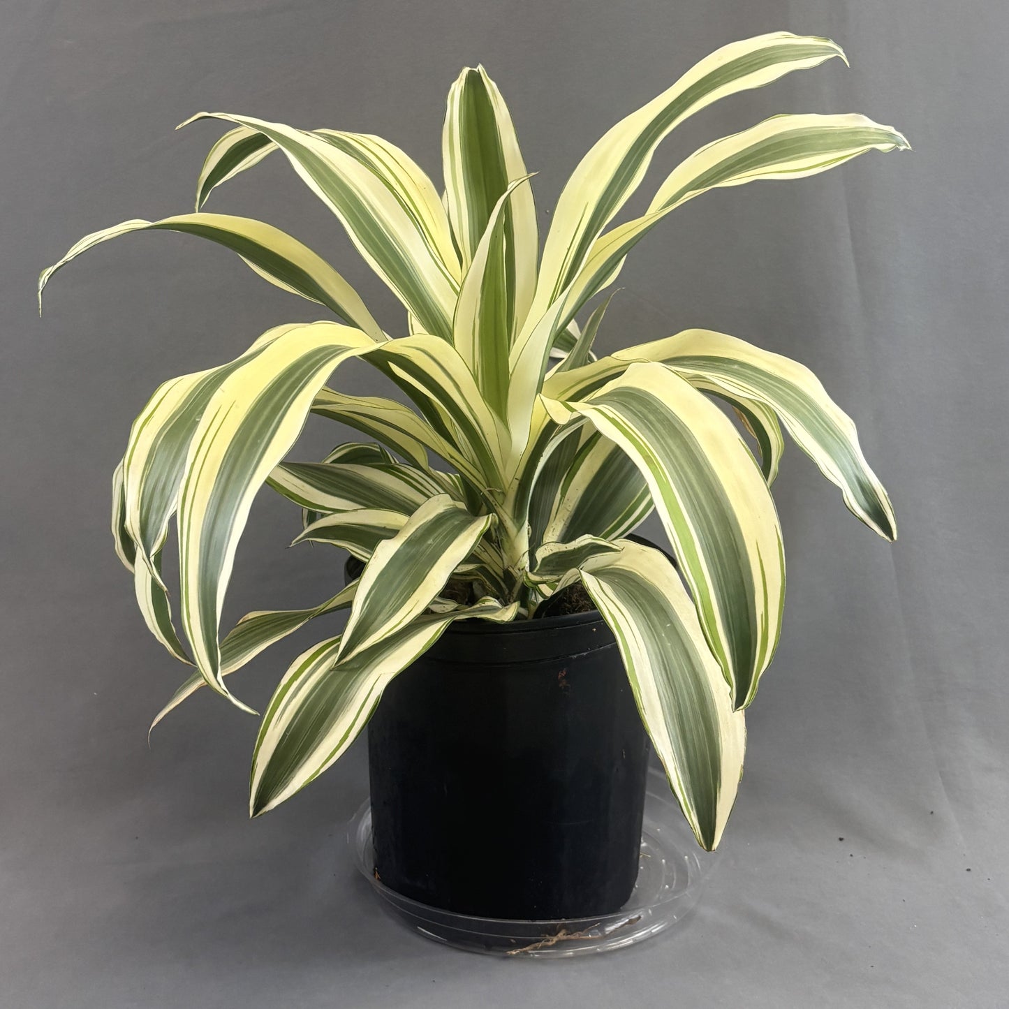 Dracaena 'White Aspen'