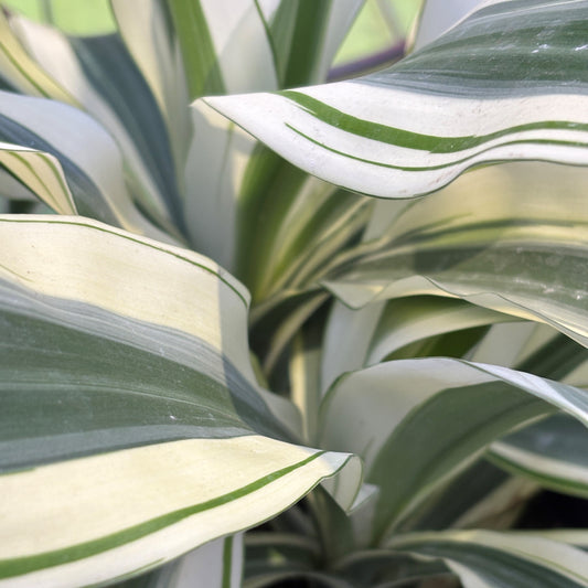 Dracaena 'White Aspen'