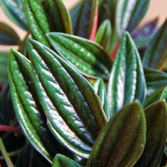 Peperomia 'Rosso'