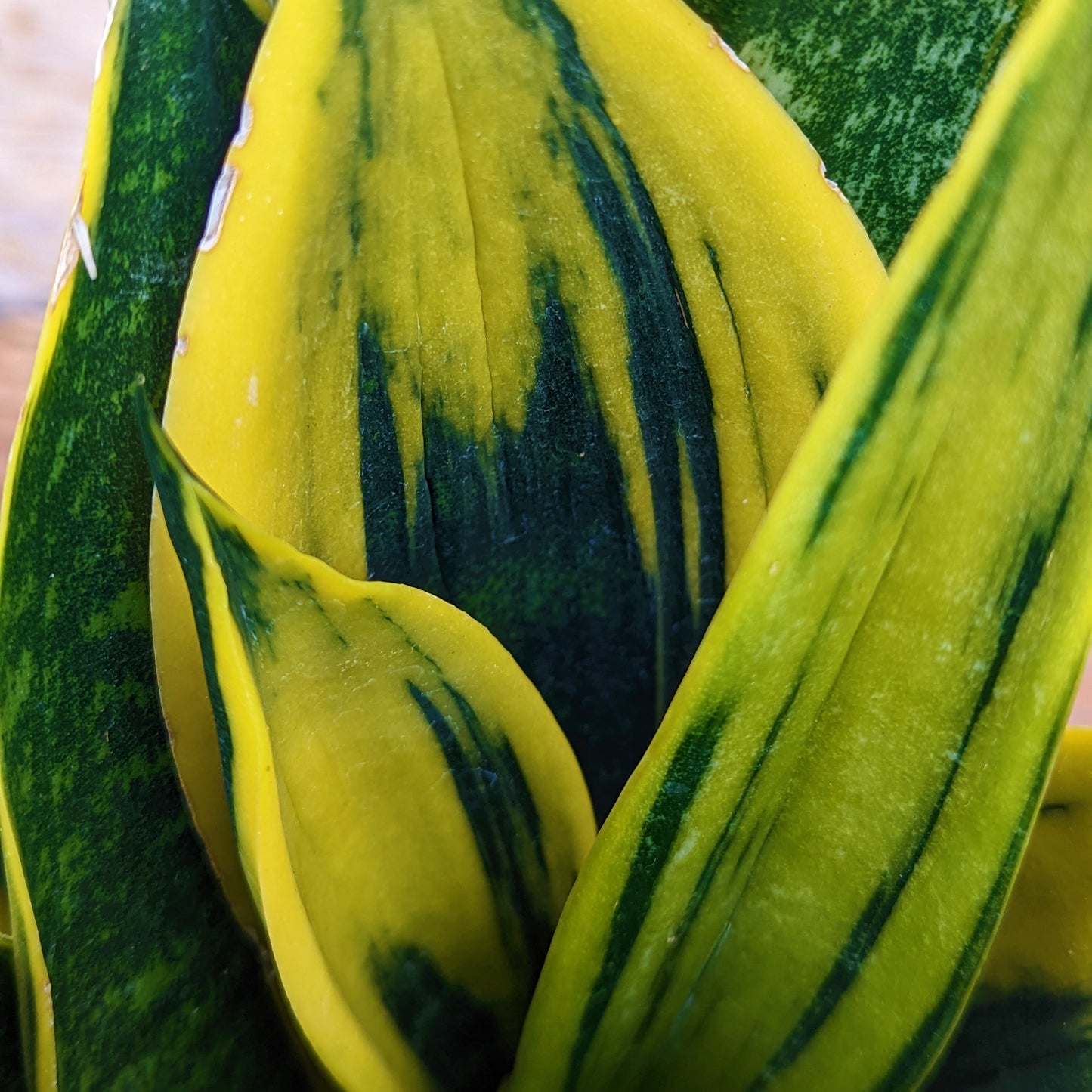 Snake Plant 'Golden Flame'