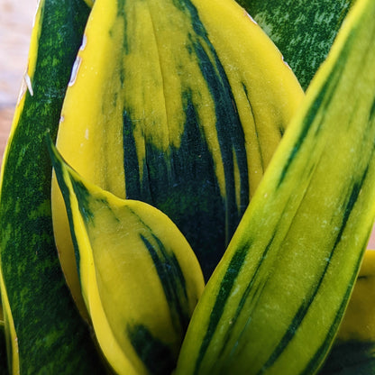 Snake Plant 'Golden Flame'