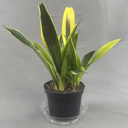 Snake Plant 'Golden Flame'