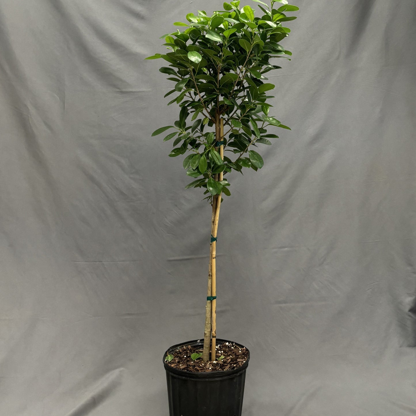 Ficus 'Moclame'