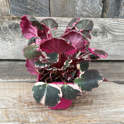 Strawberry Begonia