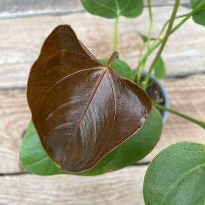 Anthurium andreanum