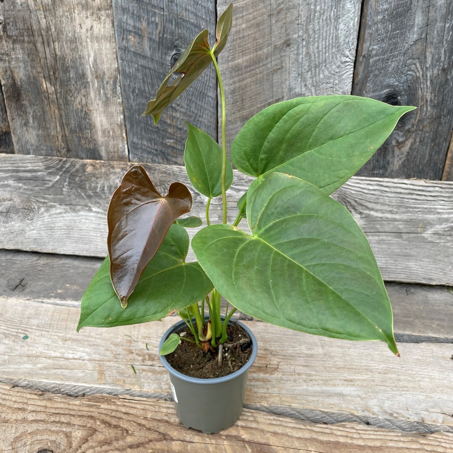 Anthurium andreanum