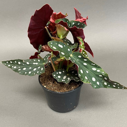 Polka Dot Begonia