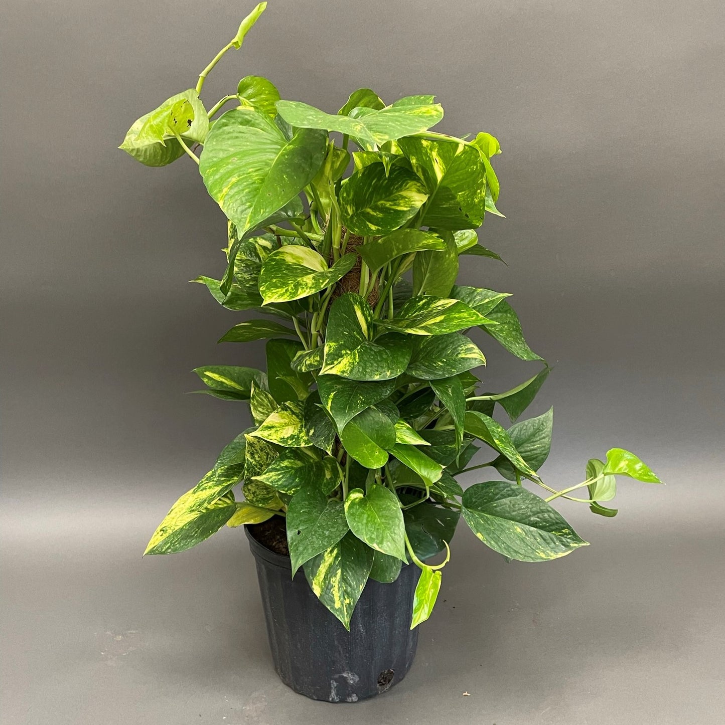 Pothos 'Hawaiian'