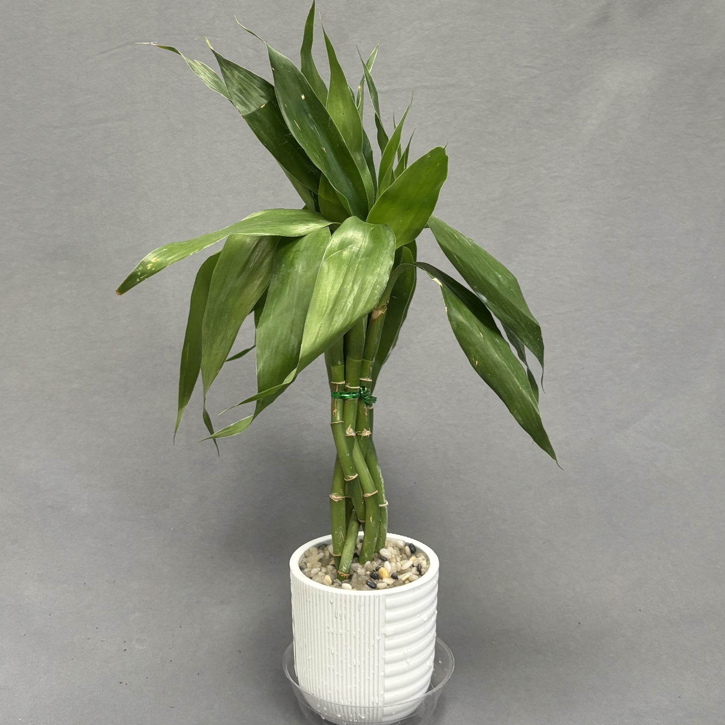 Dracaena 'Lucky Bamboo' In Pot