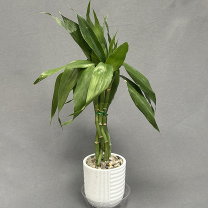 Dracaena 'Lucky Bamboo' In Pot