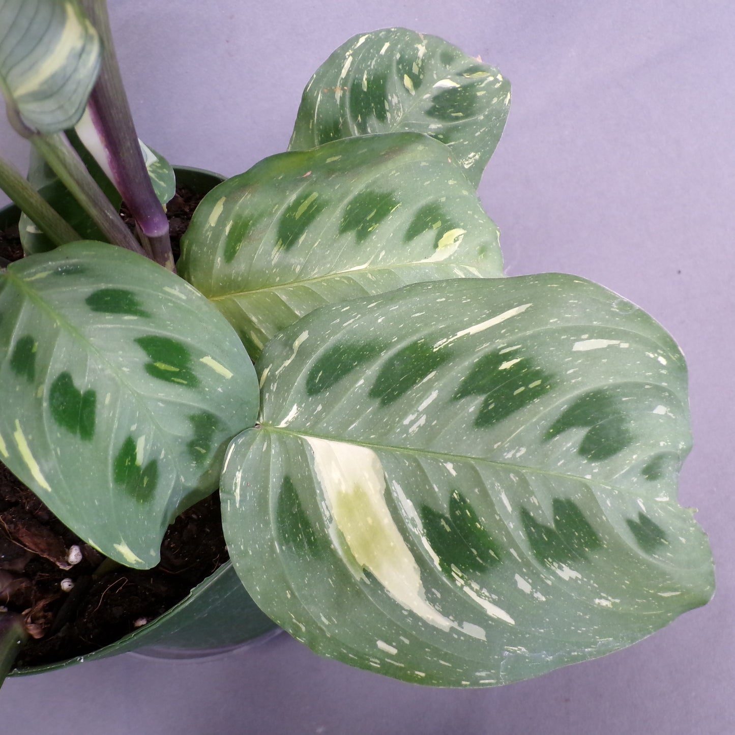 Maranta 'Rabbit Tracks'