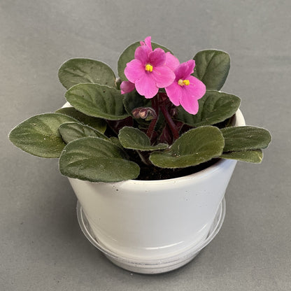 African Violet