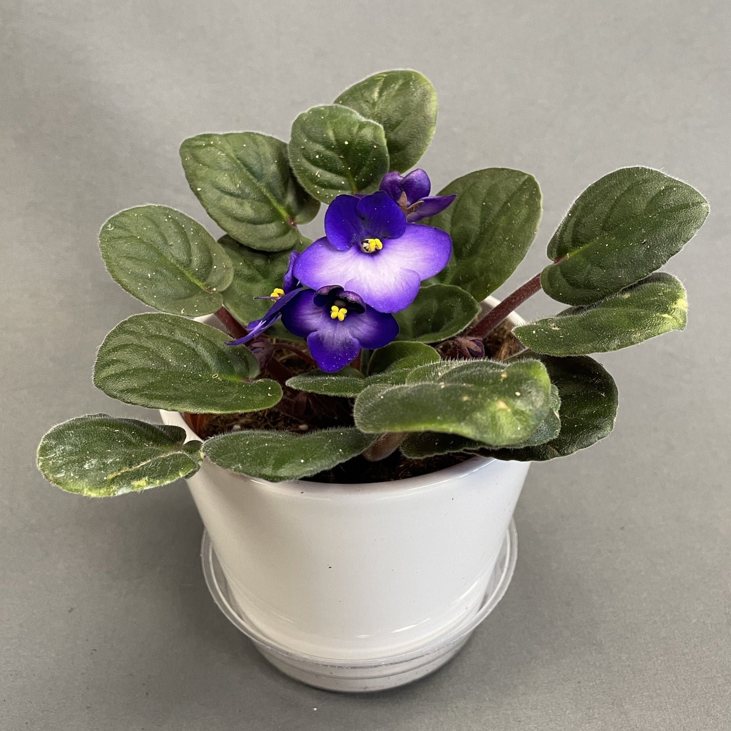 African Violet