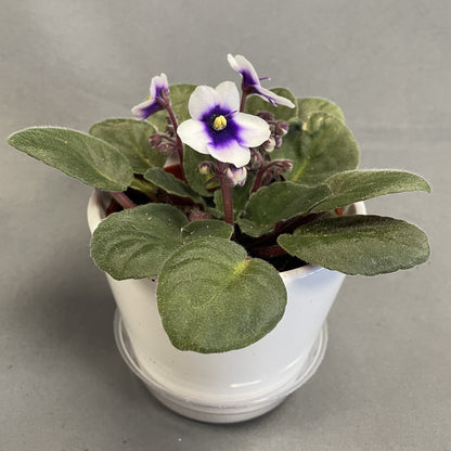 African Violet