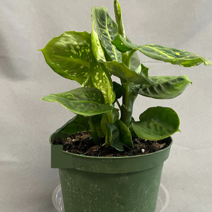 Dieffenbachia 'Reflector'