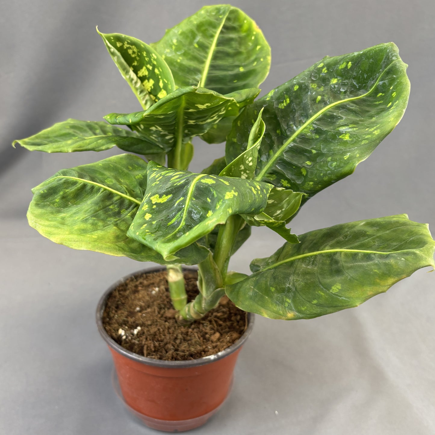 Dieffenbachia 'Reflector'