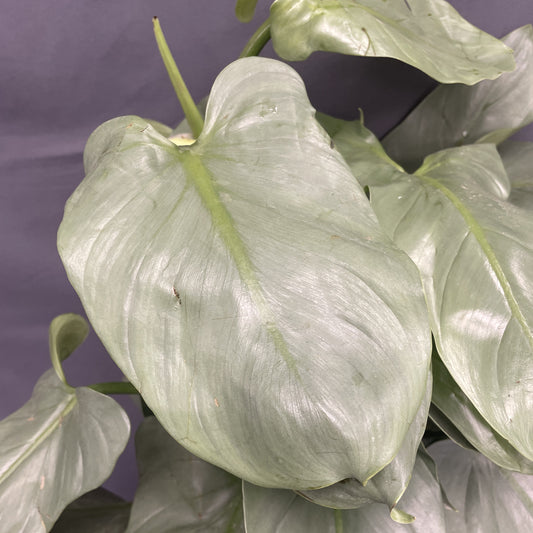 Philodendron 'Silver Sword'