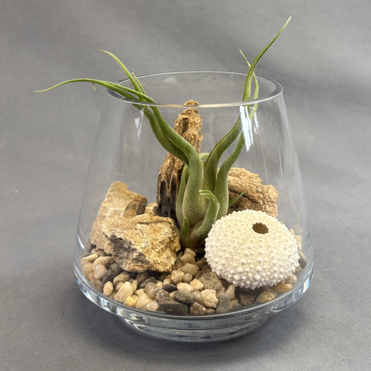 Air Plant w/Containers