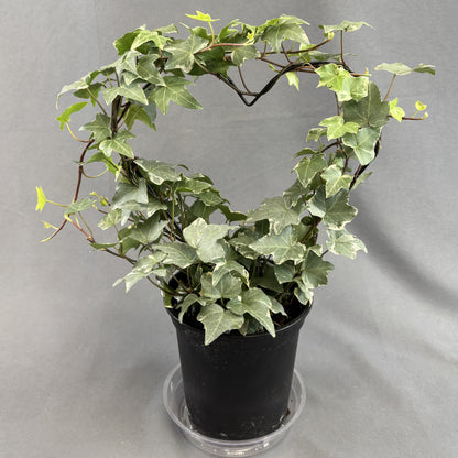 English Ivy