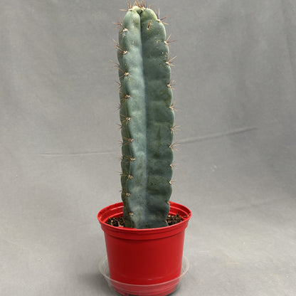 Cereus Blue