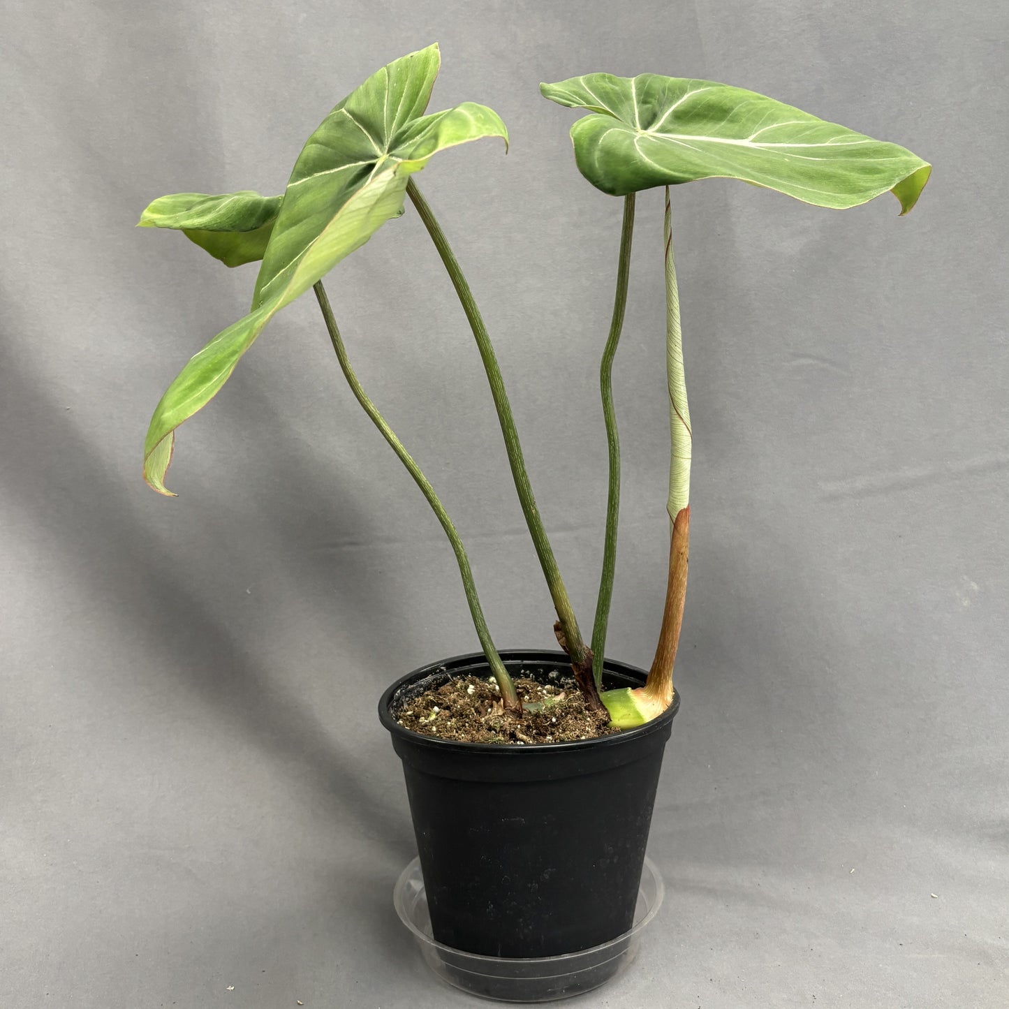 Philodendron gloriosum