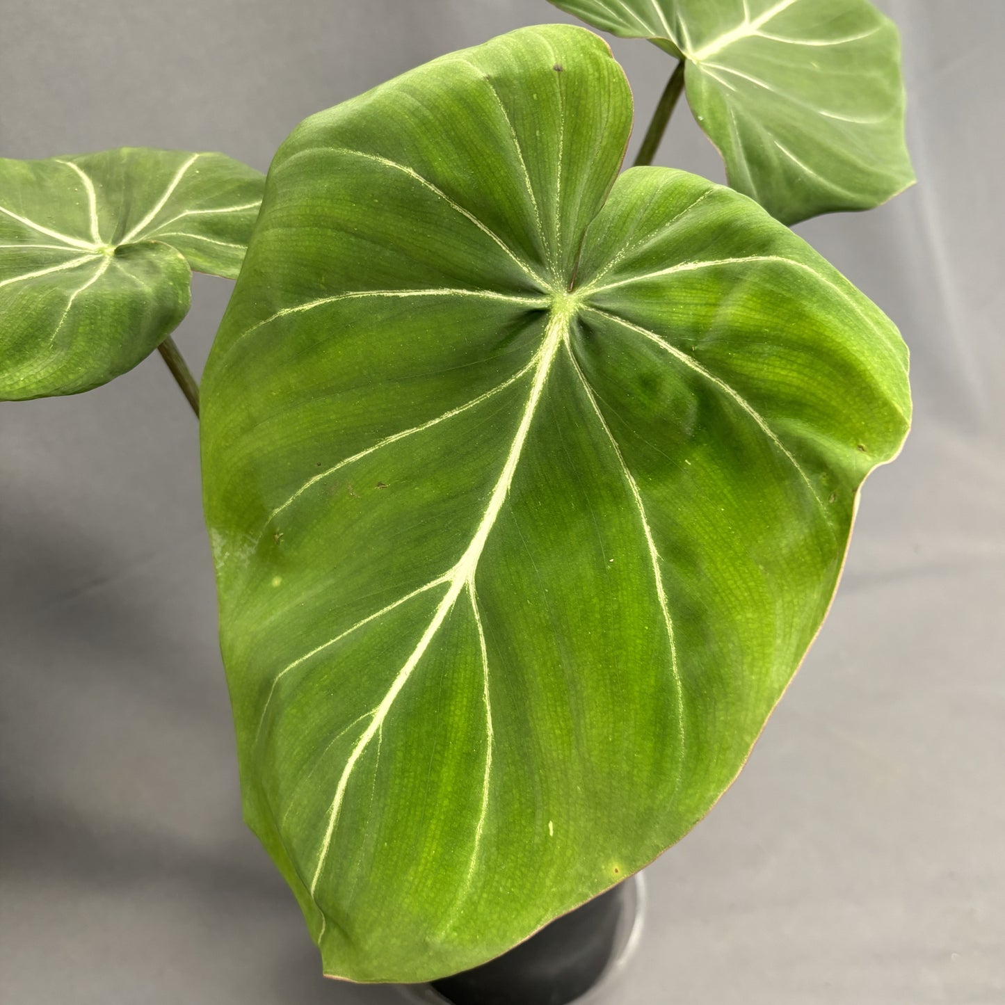 Philodendron gloriosum