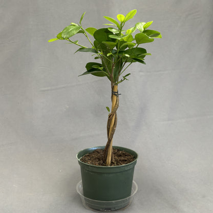 Ficus 'Moclame'