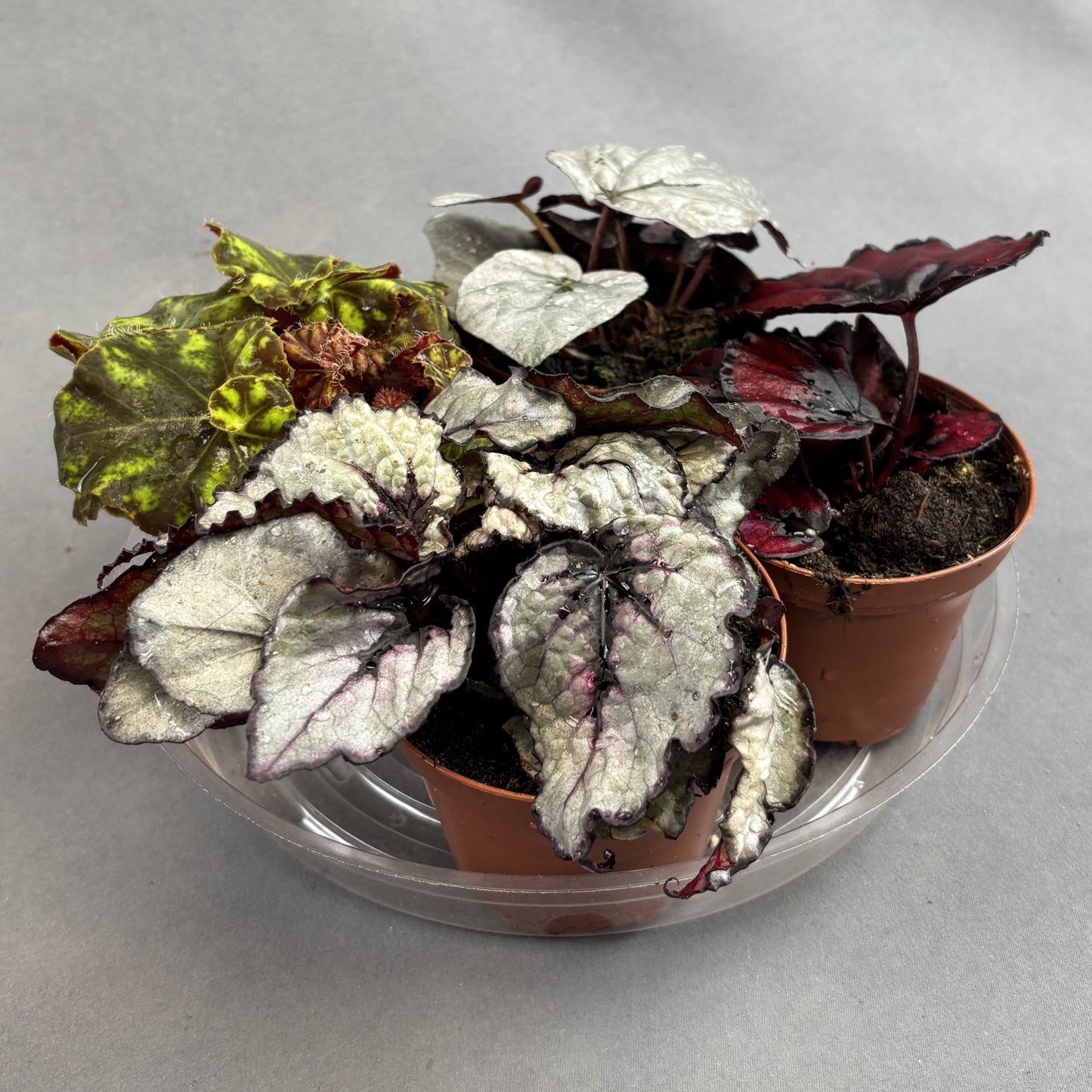 Begonia ‘Rex’ Assorted