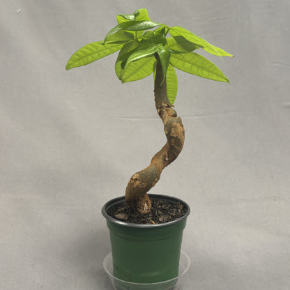 Money Tree