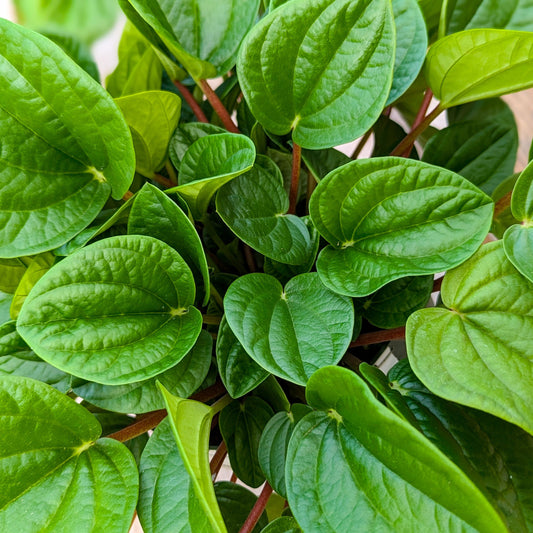 Peperomia 'Leap Frog'