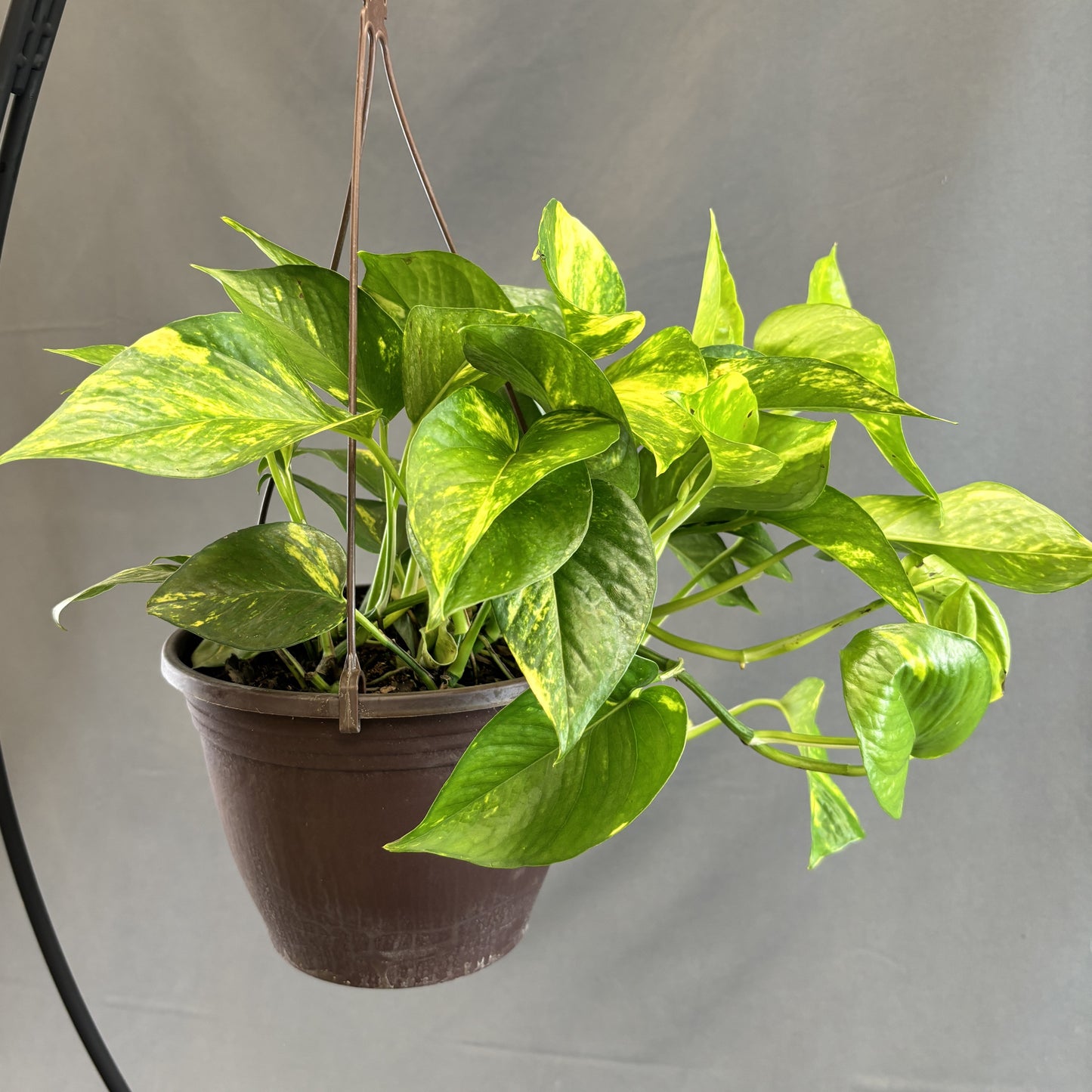 Pothos 'Hawaiian'