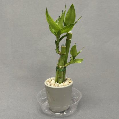 Dracaena 'Lucky Bamboo' In Pot