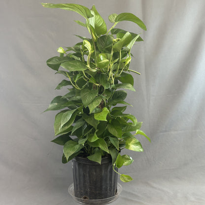 Pothos 'Jade'