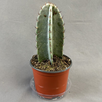 Cereus Peruvianus