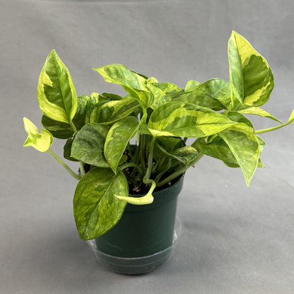 Pothos 'Lemon Meringue'