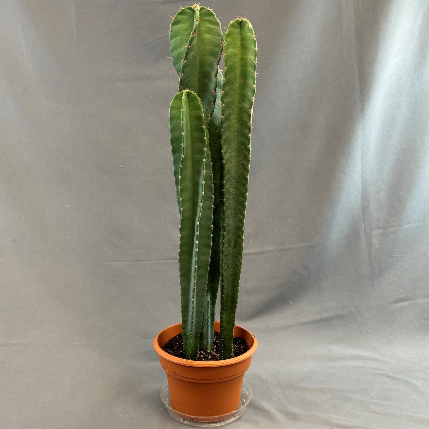 Cereus Blue