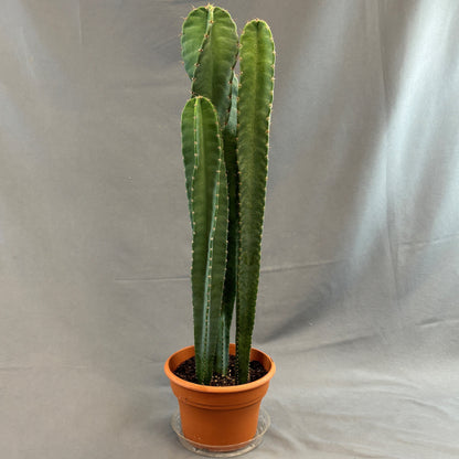 Cereus Blue